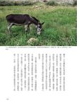 趕著驢車去新疆 - 圖片 6
