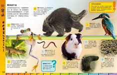 國家地理生命時間大百科: 地球上的生物可以活多久 幾分鐘、幾個月, 還是幾千年? - 圖片 6