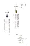 光彩閃耀的甲蟲圖鑑 - 圖片 3