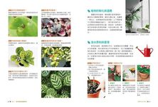 綠色家屋: 120種室內觀花、觀葉植物栽培與空間綠美化 - 圖片 7