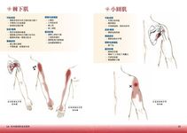 肌肉激痛點速查圖典: 人體解剖全書附冊 - 圖片 3