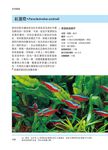 淡水缸魚類圖鑑: 從設置水族缸到選擇完美魚類的完整百科! - 圖片 3