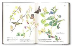 The Country Diary of an Edwardian Lady - 圖片 5