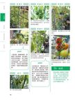 無農藥水耕栽培: 在家就能收成的39種健康蔬菜 - 圖片 6
