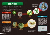 驚奇昆蟲大百科 - 圖片 7