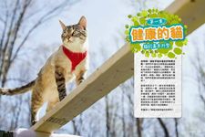 貓咪科學大揭祕: 22個實驗遊戲看穿你家喵星人 - 圖片 3