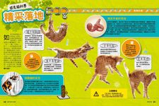 貓咪科學大揭祕: 22個實驗遊戲看穿你家喵星人 - 圖片 4