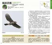 猛禽觀察圖鑑 (全新增訂版) - 圖片 6