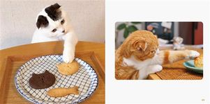 もっと ねこのおてて - 圖片 6