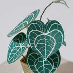 紙風景紙植栽雷射材料包/ 圓葉花燭 - 圖片 5