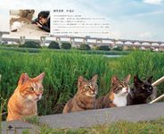 こだわり塗り絵シリーズ そとねこ Masayuki Oki's the Free-roaming Cats (ダウンロード特典付) - 圖片 9