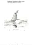 Whale: The Illustrated Biography - 圖片 6