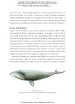 Whale: The Illustrated Biography - 圖片 7