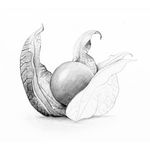 STAEDTLER頂級藍桿素描鉛筆/ 5B - 圖片 3
