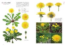 クリエイターのための花図鑑: デザイン・イラスト・クラフトなどに役立つ - 圖片 4