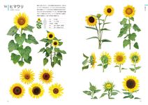 クリエイターのための花図鑑: デザイン・イラスト・クラフトなどに役立つ - 圖片 9