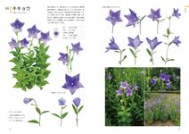 クリエイターのための花図鑑: デザイン・イラスト・クラフトなどに役立つ - 圖片 10