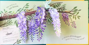 Beautiful Bugs: Nature Pop-ups - 圖片 3