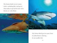 TIME for Kids: Sharks - 圖片 6
