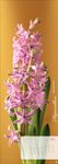2027德國 HEYE 掛曆/ Magic Flowers Vertical - 圖片 5