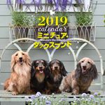 ミニチュア・ダックスフンドカレンダー 2019 - 圖片 1