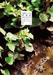 浅野いにお短編集: ばけものれっちゃん/きのこたけのこ - 圖片 1