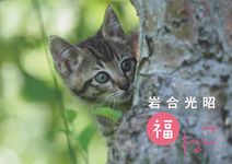 岩合光昭福ねこカレンダー 2022年 [カレンダー] - 圖片 1