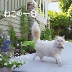 ねこの一日 - 圖片 1