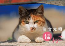 岩合光昭 福ねこカレンダー 2025年 [カレンダー] - 圖片 1