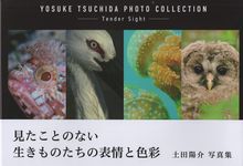 土田陽介写真集 Tender Sight - 圖片 1