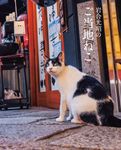 岩合光昭のご当地ねこ - 圖片 1