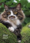 岩合光昭 ねこ手帳 2026 - 圖片 1