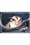 フクモモ - 圖片 1