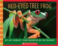 Red-Eyed Tree Frog - 圖片 1