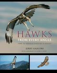 Hawks from Every Angle: How to Identify Raptors in Flight - 圖片 1