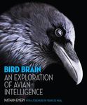 Bird Brain: An Exploration of Avian Intelligence - 圖片 1