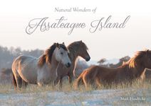 Natural Wonders of Assateague Island - 圖片 1