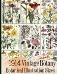 1914 Vintage Botany Botanical Illustration Sizes - 圖片 1