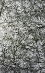 Small Blank Journal 15: Branching Beauty - 圖片 1