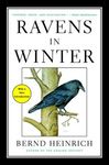 Ravens in Winter - 圖片 1