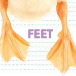 Feet - 圖片 1