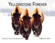 Yellowstone Forever: A Decade in Yellowstone National Park - 圖片 1