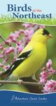 Birds of the Northeast: Your Way to Easily Identify Backyard Birds - 圖片 1