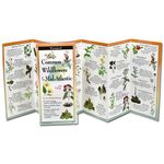 Common Wildflowers of the Mid-Atlantic - 圖片 1