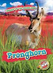 Pronghorn - 圖片 1
