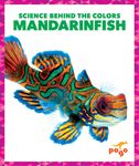 Mandarinfish - 圖片 1