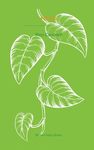 Pothos - 圖片 1
