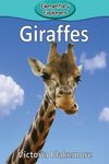Giraffes - 圖片 1