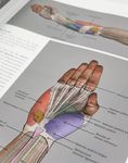 Anatomy for Artists: A Visual Guide to the Human Form - 圖片 5