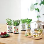 聖新陶芸Grow Flavor花草茶植物栽培組/ 野草莓 - 圖片 2